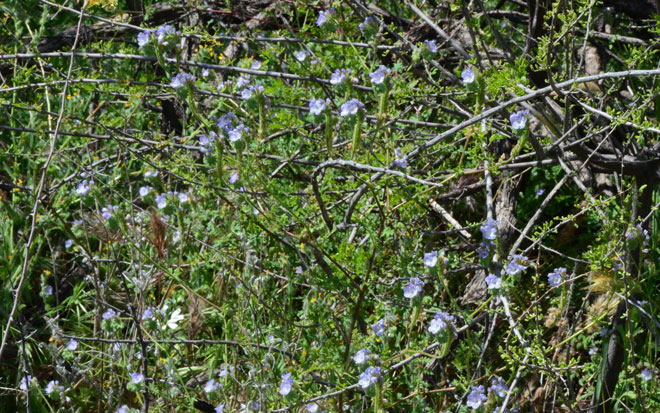 Distant Phacelia is superficially similar to the Blue Fiestaflower, Pholistoma auritum, and Dainty Desert Hideseed, Eucrypta micrantha. This species blooms from February to March or March to May to California. Phacelia distans